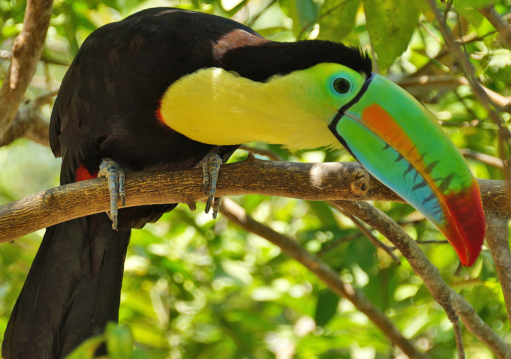 Colorful toucan with a yellow neck and green bill